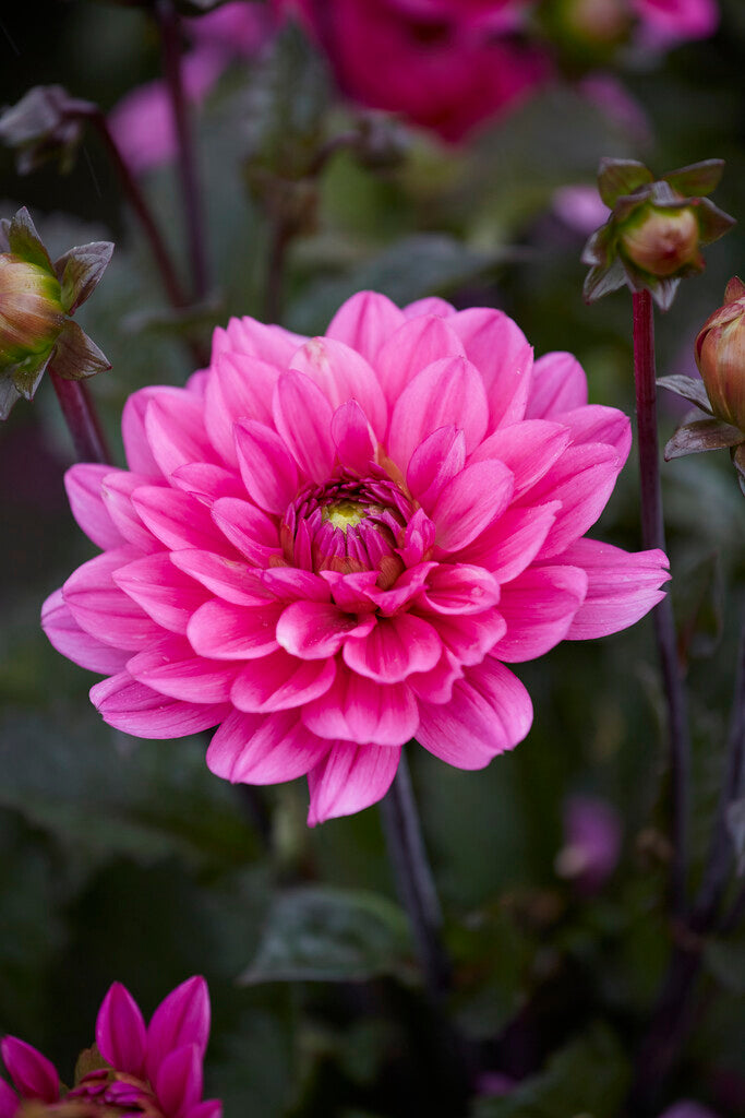 Dahlia Border Melody Fanfare 1-pakning